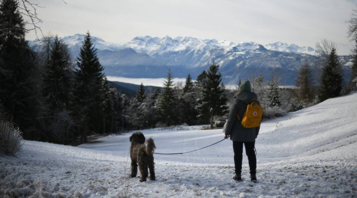 Walking Your Dog in Winter: Safety Tips for Cold Weather Walks