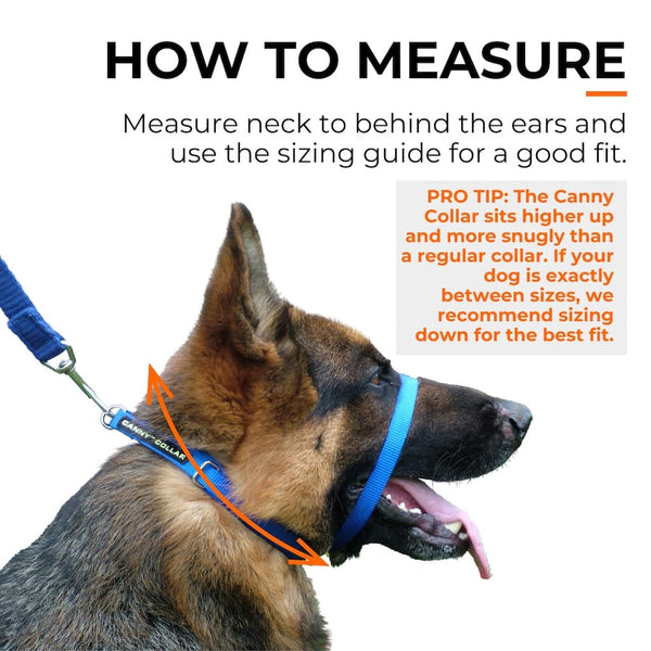 German Shepherd wearing blue head collar; arrows show how to measure neck behind ears for accurate sizing.