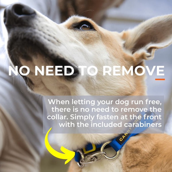 Canny Collar clipped at front with carabiner, showing feature for off-lead use without removing the collar.