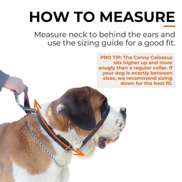 St Bernard wearing black Canny Colossus; arrows show how to measure neck to behind ears for accurate collar sizing.