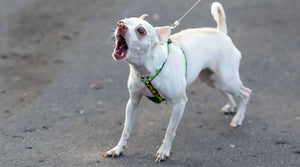 Small, white dog barking and being reactive on a lead.