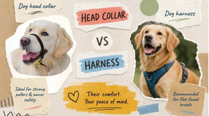 Two retriever dogs side by side, one wearing a dog headcollar, the other wearing a dog harness, with text recommending each option.