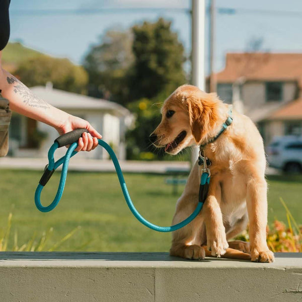 Woman holding green dog lead attached to sitting Golden Retriever