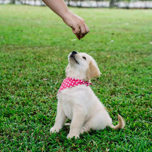 Owner using Positive Reinforcement training on their dog