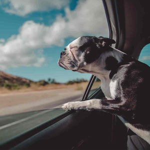 A dog looking out of a car window while moving house