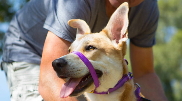 What Is A Dog Headcollar?