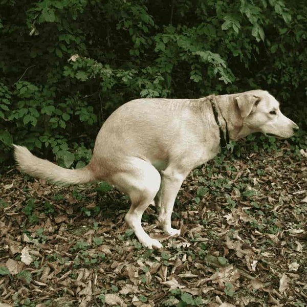 A dog walking in circles before doing a poo