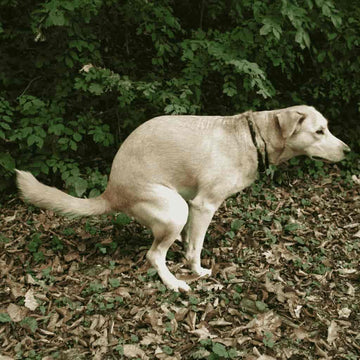 A dog walking in circles before doing a poo