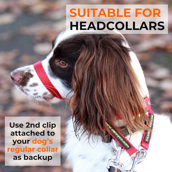 Dog wearing head collar and double-ended dog training lead; second clip shown attached to dog’s collar as a safety backup.
