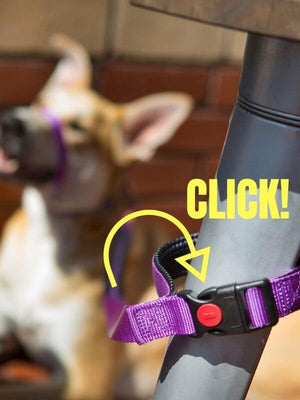 Dog lead with lockable buckle on handle that opens to secure to fixed point