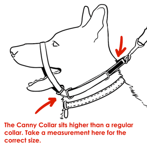 Drawing showing how to measure a dog's neck to ensure the right size Canny Collar.